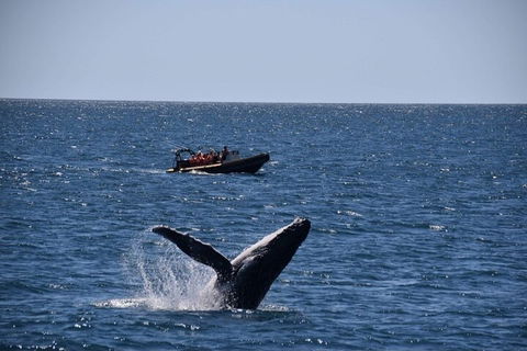 Adventure Whale Watching Tour Mooloolaba - Kawana Tourism 1