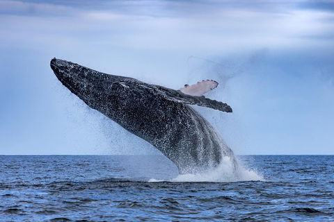 Adventure Whale Watching Tour Mooloolaba - Kawana Tourism 2