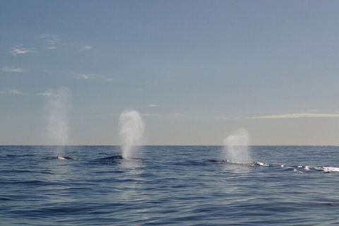 Adventure Whale Watching Tour Mooloolaba - Kawana Tourism 3