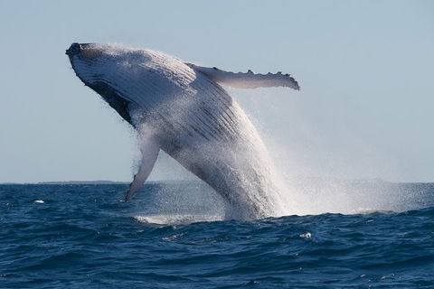 Adventure Whale Watching Tour Mooloolaba - Kawana Tourism 5
