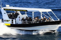 Mooloolaba Whale Watching Tour, Noosa