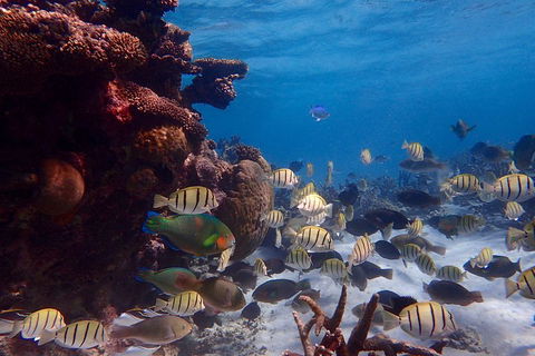 Lagoon Explorer - Ningaloo Reef Full-Day Kayaking And Snorkeling Adventure - Kawana Tourism 2