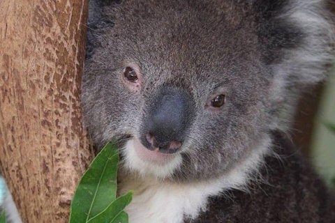 All Inclusive Blue Mountains Small-Group Day Trip From Sydney - Kawana Tourism 1