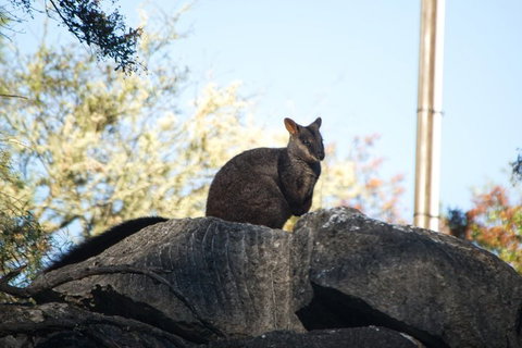 The Explorers' Discovery Tour - Gold, Wine & Wildlife - Kawana Tourism 4