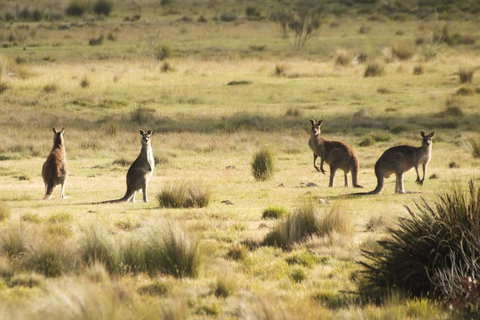 The Explorers' Discovery Tour - Gold, Wine & Wildlife - Kawana Tourism 5