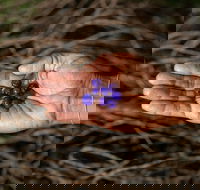 Cape Byron Aboriginal Tour