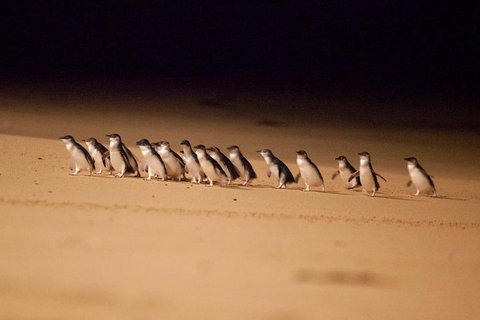 The Ultimate Melbourne Attractions Pass - Kawana Tourism 5