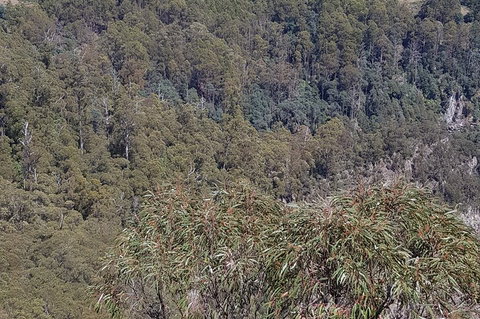Leven Canyon Day Trip Including Wings Wildlife Park Or Gunns Plains Caves - Kawana Tourism 4