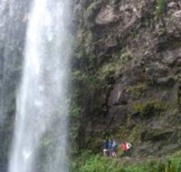 Springbrook National Park Discovery Full-Day Bushwalking Tour - Kawana Tourism