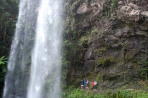 Springbrook National Park Discovery Full-Day Bushwalking Tour - Kawana Tourism 0