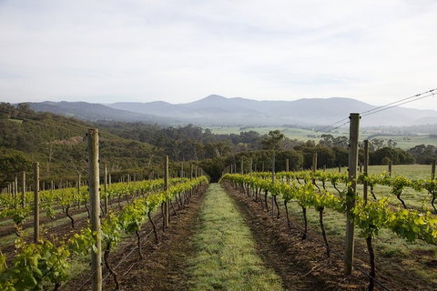 Yarra Valley 2-6 Guests Premium Food And Wine Inc Lunch At Dominique Portet - Kawana Tourism 1