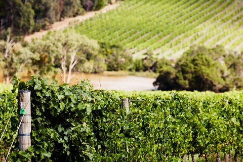 Yarra Valley Premium Tour Inc Lunch And Cheese, Chocolate Fondue At Rochford - Kawana Tourism 5