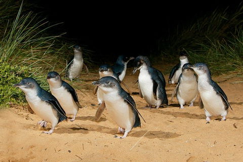 Small Group - Phillip Island Hike & Penguin Parade Day Tour From Melbourne - Kawana Tourism 1