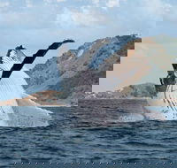 Byron Bay Whale Watching Cruise - Kawana Tourism