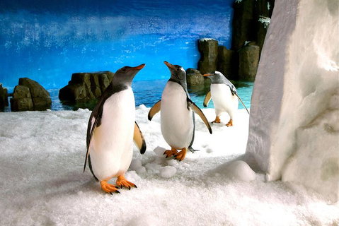 Penguin Passport At SEA LIFE Melbourne Aquarium - Kawana Tourism 1