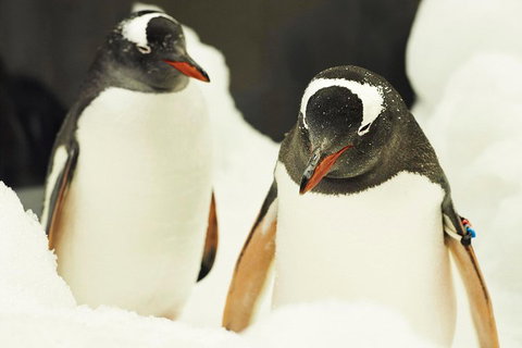 Penguin Passport At SEA LIFE Melbourne Aquarium - Kawana Tourism 2
