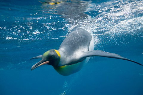 Penguin Passport At SEA LIFE Melbourne Aquarium - Kawana Tourism 3