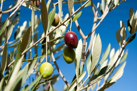 Fine Flavours - Full Day Kangaroo Island Food & Wine Tour - Kawana Tourism 4