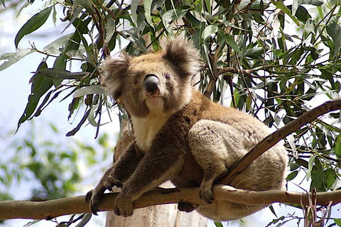 Melbourne Combo: Great Ocean Road, Puffing Billy, Moonlit Sanctuary & Penguins - Kawana Tourism 3