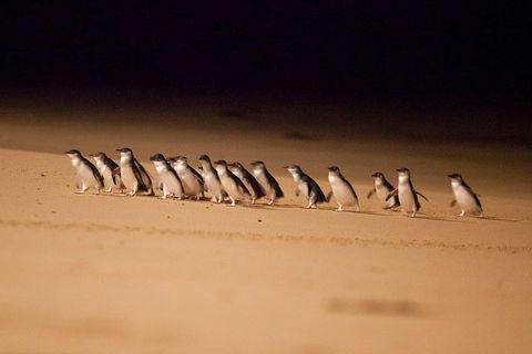 Melbourne Combo: Great Ocean Road + Phillip Island Express + Attraction Pass - Kawana Tourism 0