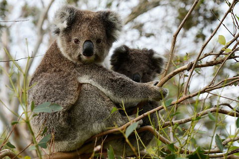 Melbourne Combo: Great Ocean Road + Phillip Island Express + Attraction Pass - Kawana Tourism 2