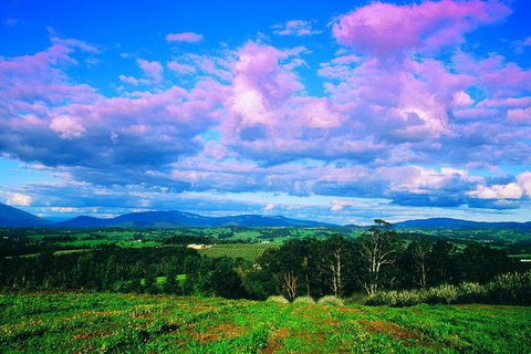 Yarra Valley Wine And Cider Tours By Classic Convertibles From Melbourne - Kawana Tourism 3