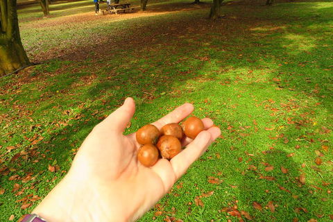 3-Hour Small-Group Byron Bay Tour - Kawana Tourism 2