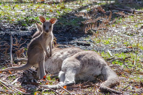 Adelaide To Melbourne 3-Day Trip Through Grampians And Great Ocean Road - Kawana Tourism 5