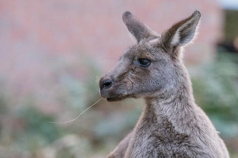 Grampians National Park With Kangaroos And MacKenzie Falls From Melbourne - Kawana Tourism 0