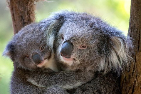 Healesville Sanctuary General Entry Ticket - Kawana Tourism 0