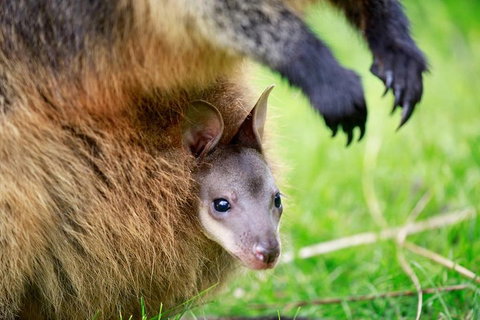 Healesville Sanctuary General Entry Ticket - Kawana Tourism 2