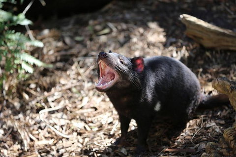 Healesville Sanctuary General Entry Ticket - Kawana Tourism 3