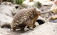 Healesville Sanctuary General Entry Ticket - thumb 4
