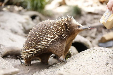 Healesville Sanctuary General Entry Ticket - Kawana Tourism 4