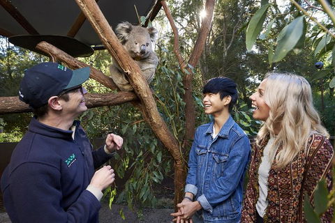 VIP Sanctuary Tour At Healesville Sanctuary Ticket - Kawana Tourism 1