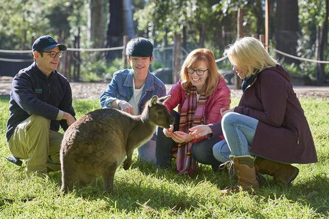 VIP Sanctuary Tour At Healesville Sanctuary Ticket - Kawana Tourism 2