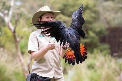 VIP Sanctuary Tour At Healesville Sanctuary Ticket - Kawana Tourism 5