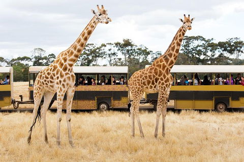 Werribee Open Range Zoo General Admission Ticket - Kawana Tourism 2