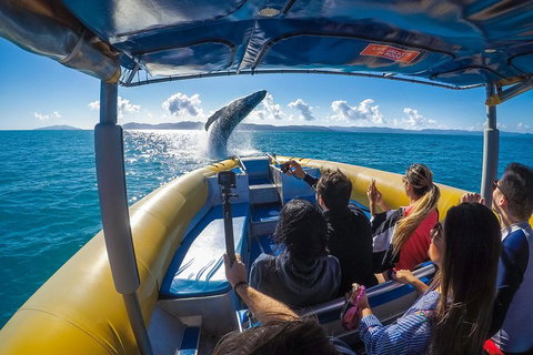 Ocean Rafting Tour To Whitehaven Beach, Hill Inlet Lookout & Top Snorkel Spots - Kawana Tourism 4