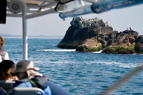 Julian Rocks Byron Bay Cruise - Kawana Tourism 2