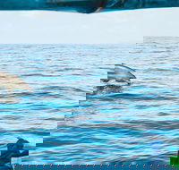 Cruise with Dolphins in Byron Bay - Kawana Tourism