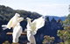 Private Blue Mountains Tour - thumb 1