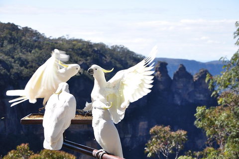 Private Blue Mountains Tour - Kawana Tourism 1