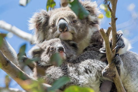 3-Day Adelaide To Melbourne Overland Trip Through Grampians And Great Ocean Road - Kawana Tourism 3