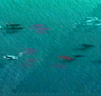 40-45 Minute Port Stephens and Stockton Beach Helicopter Flight - For 2 - Kawana Tourism