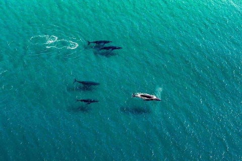 40-45 Minute Port Stephens And Stockton Beach Helicopter Flight - For 2 - Kawana Tourism 0