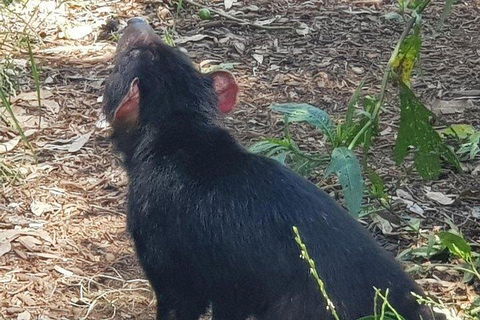 Phillip Island Penguin And Wildlife Tour - Kawana Tourism 0