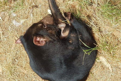 Phillip Island Penguin And Wildlife Tour - Kawana Tourism 3