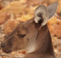 Australian animals Seascape and Sunset Photography Tour - Kawana Tourism