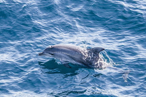 All Inclusive Dolphin And Tangalooma Wrecks Cruise - Kawana Tourism 1